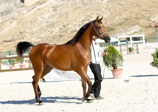 Abha Tara_Nacional 2012 (1)