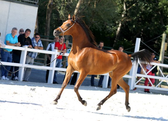 Abha Tara_Nacional 2012 (2)