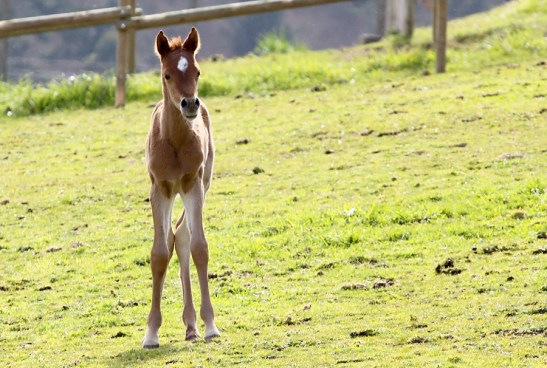 Amin Bas (Abha Sharik x Abha Ramilla)