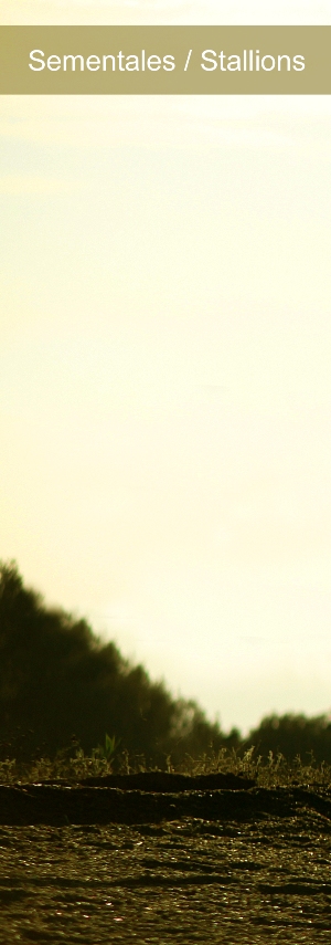 Pestaña 01 Sementales