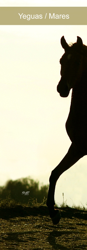 Pestaña 02 Yeguas