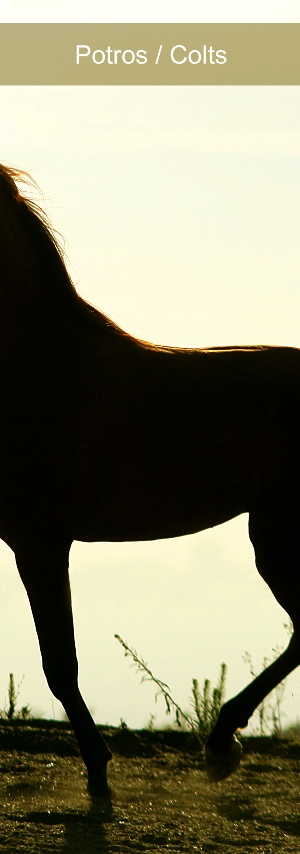 Pestaña 03 Potros