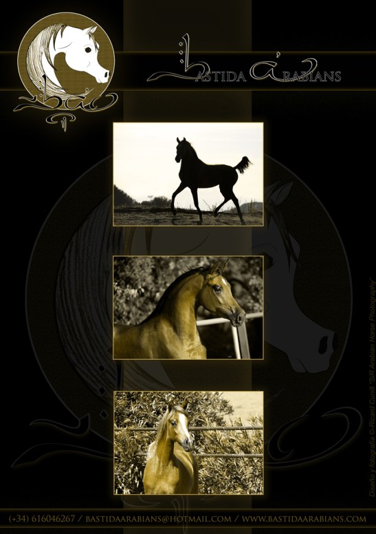 Anuncio Catalogo Silleda_Bastida Arabians