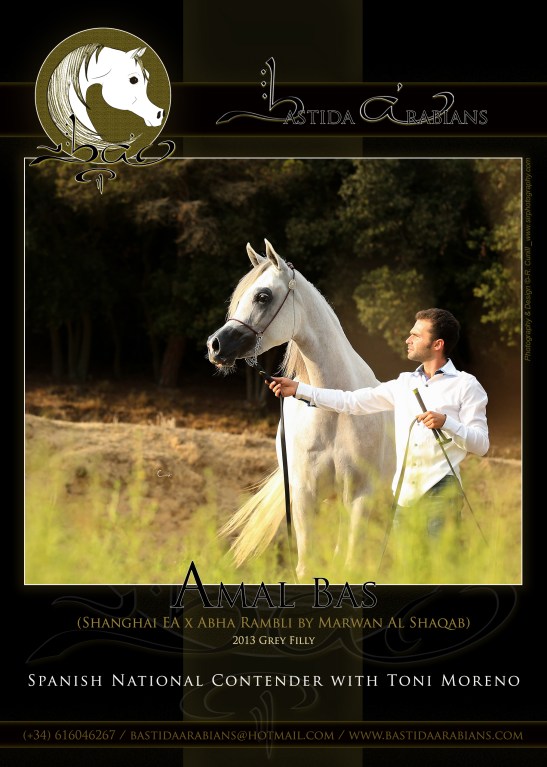 anuncio-bastida-arabians-nacional-2016_amal-bas